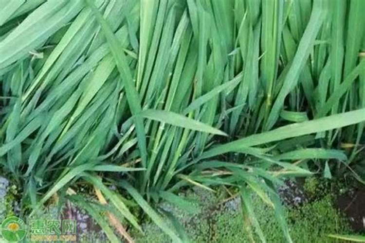 浇灌盆栽植物用什么水最好