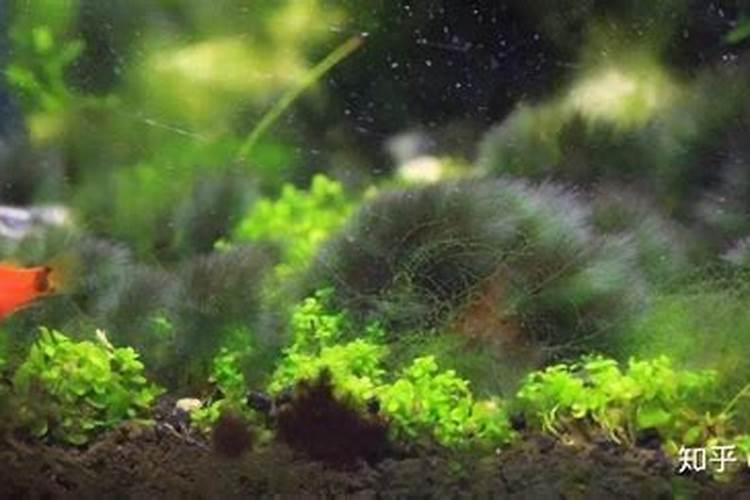 海藻鱼蛋白水溶肥料作用