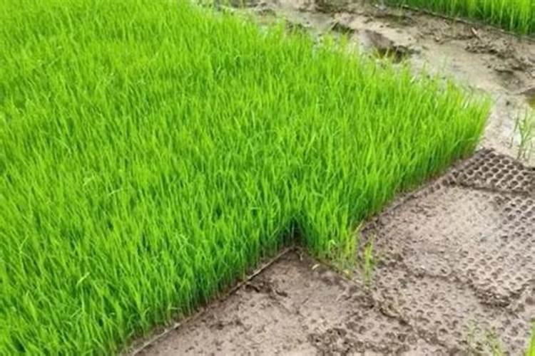 铼最高历史价格多少？