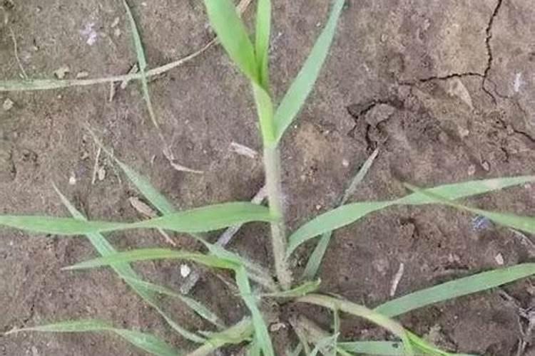 龟背竹叶子发软下垂怎么办