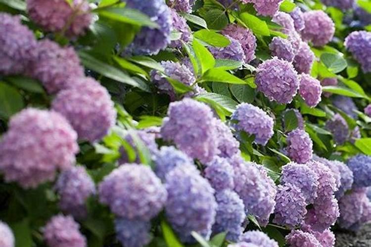 哈尔滨植物花卉市场(哈尔滨 花卉)