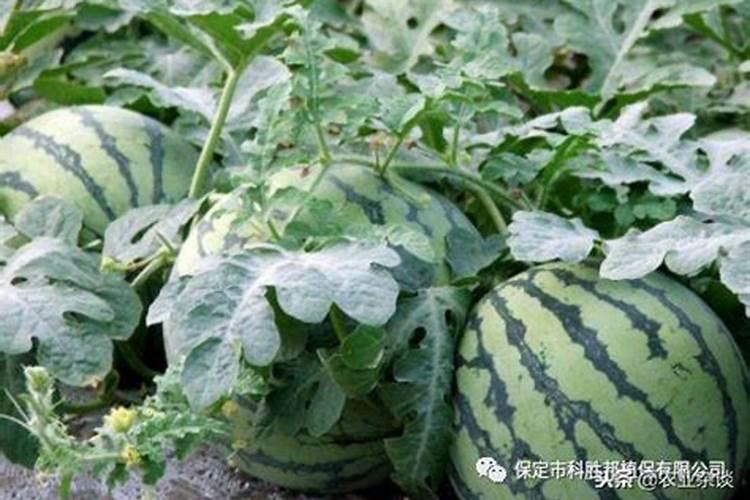 水库养鱼一亩投放多少鱼苗 肥水用什么好