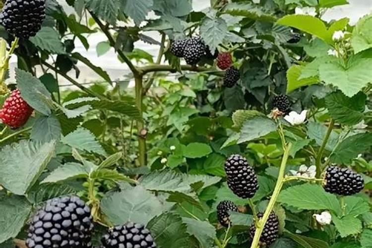 尼特利水草泥还需要开缸伴侣和基肥吗