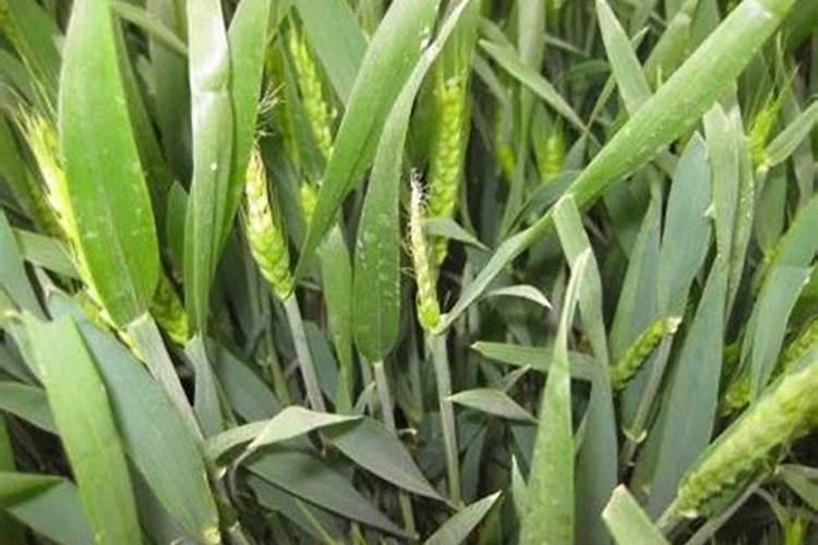 腐殖酸水溶肥在草本花卉上的主要作用