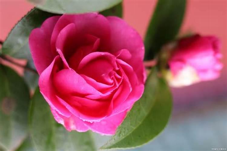 栽樱桃树需要施什么肥料