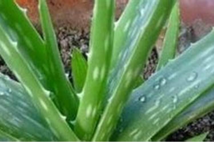 水培植物用什么肥料