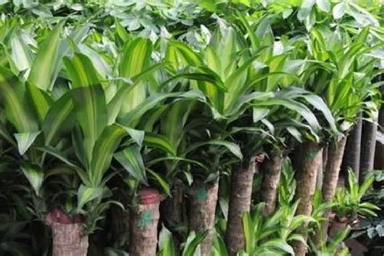 葡萄打膨大素在什么天气下打最好