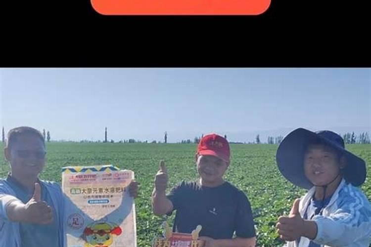 水稻的穗肥什么时候施