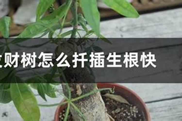 龙眼树施什么肥长得快 龙眼树施哪种肥长得快