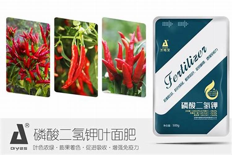 金边瑞香要怎么养护