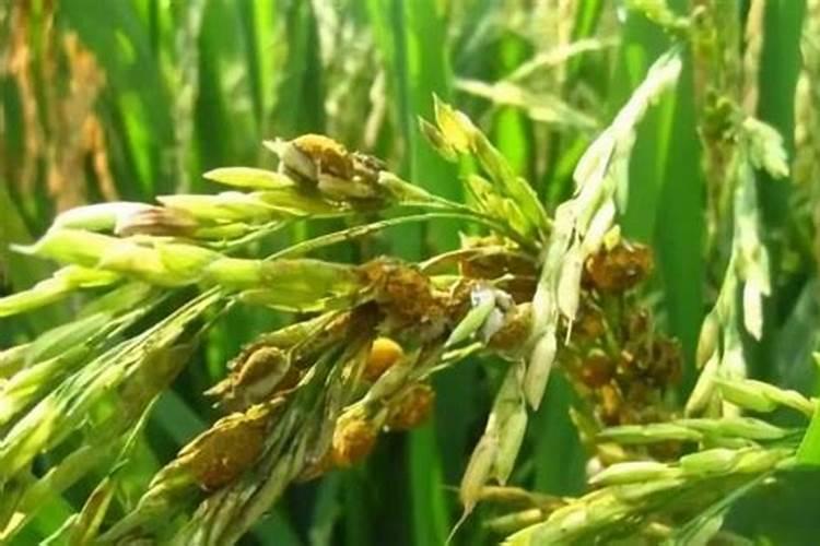 田间玉米施肥时间和方法 玉米田最佳追肥时期和方法