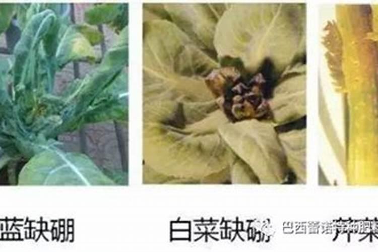 白菜多大时候喷钙镁硼肥好？