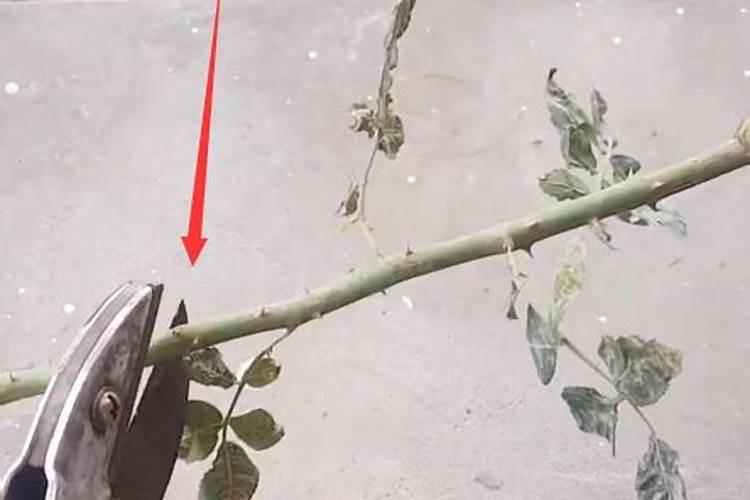 玫瑰可以插枝种吗