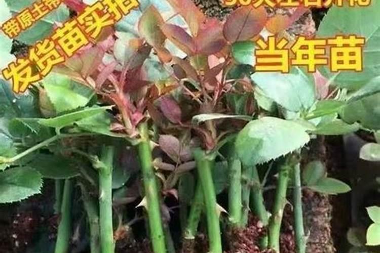 玫瑰花如何生根