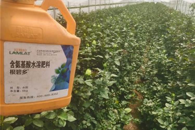 玫瑰花需什么肥料？