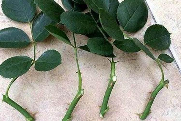 玫瑰花扦插繁殖方法