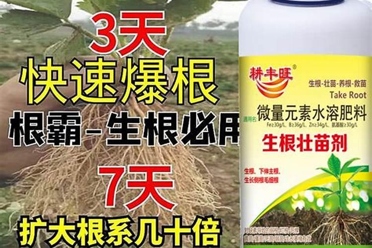 生根肥料用啥效果好？大家推荐一下