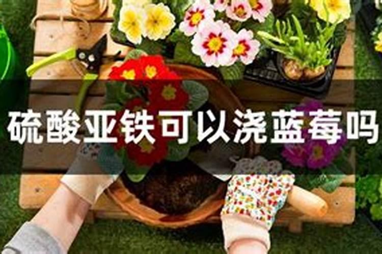 氨基酸叶面肥喷施过量会怎样？