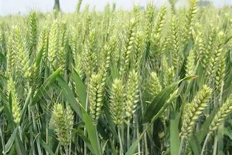 碧护叶面肥在小麦上的应用