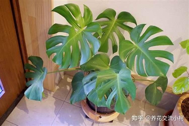 茶叶能不能使用芸苔素内脂？有什么好处和副作用？谢谢