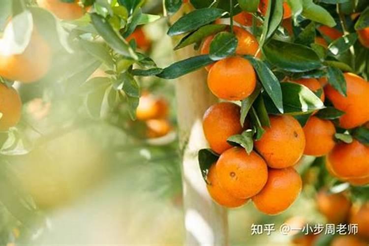 桔子树如何施肥