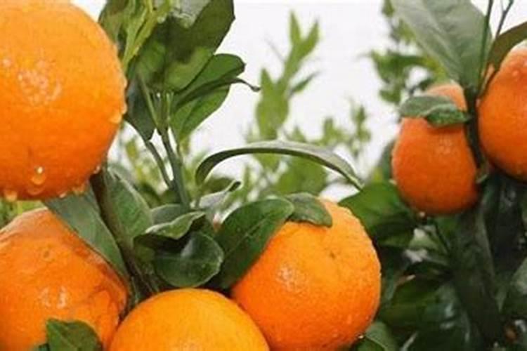 柑橘苗期施什么肥料？