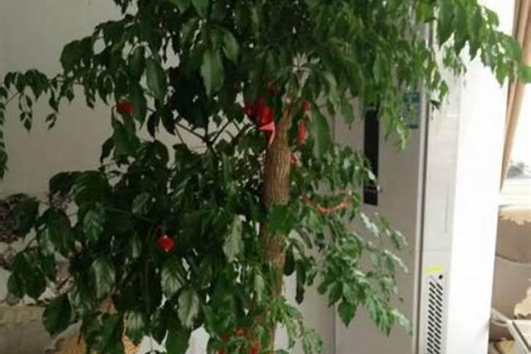 真正进口水溶肥品牌