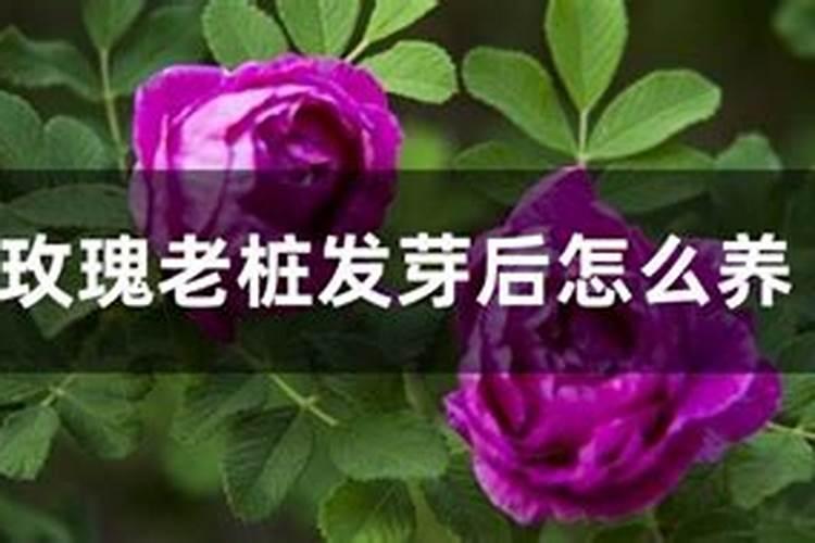 葡萄什么时间追肥？水溶肥怎么用