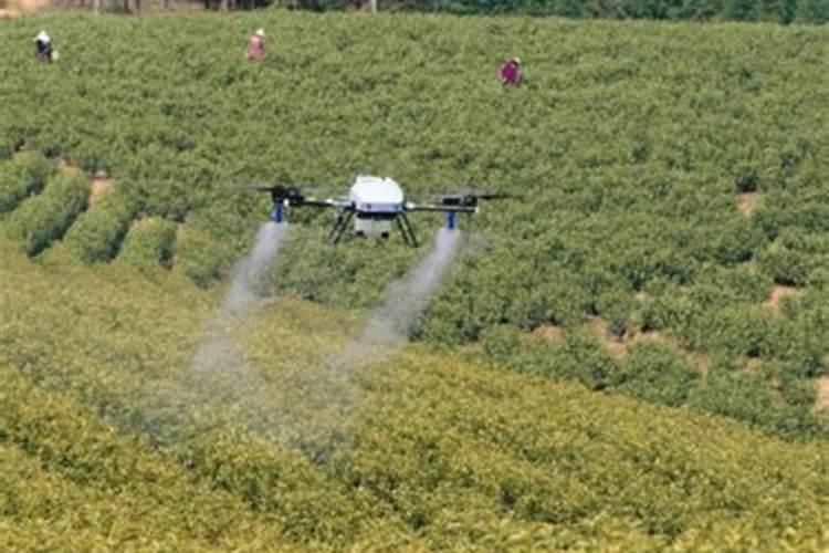 韭菜最好几天打一次药,叶面服能天天打吗