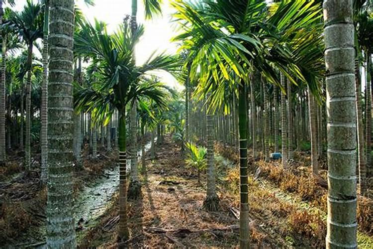 正品正规大厂家的复合肥品牌(怎么分辨复合肥的真假)