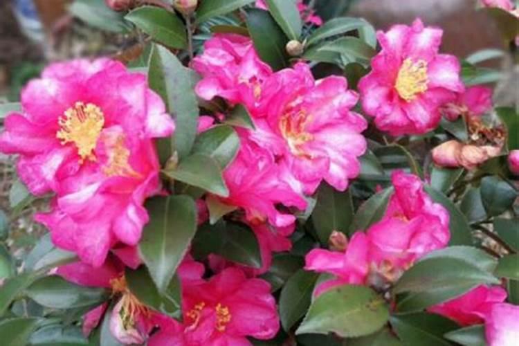 茶花怎样养护？