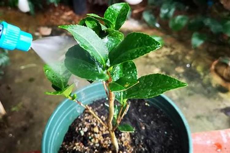 茶花应该怎样养