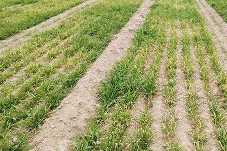 单,双甘油脂肪酸脂是什么食品添加剂