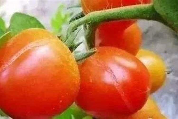 糖醇钙硼与果大一圈叶面肥混用可以吗