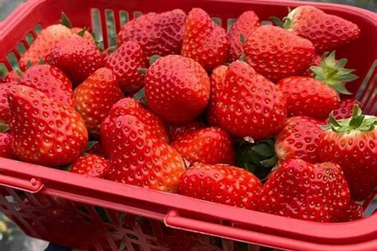 硼肥用水稀释浇灌好,还是直接埋土里好？