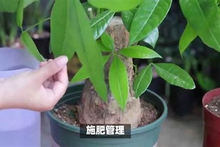 富贵竹施什么肥好