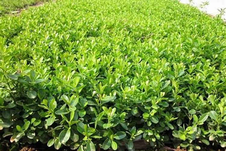 蔬菜打了甲磷肥有用吗？