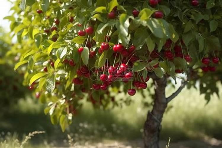 一棵樱桃树施多少肥