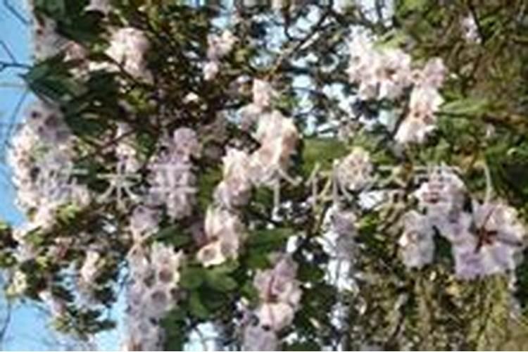 月季夏季施肥时间和方法