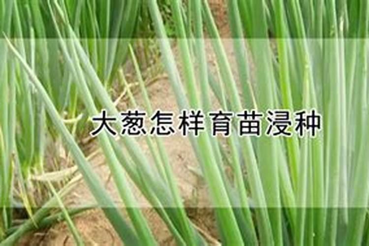 夏天月季如何施肥