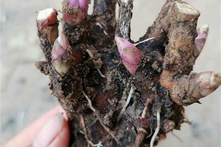 种萝卜什么时候开始施肥 注意事项有哪些