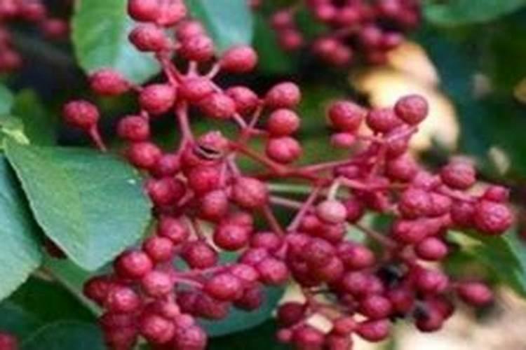 花椒树上什么肥料才能商高产