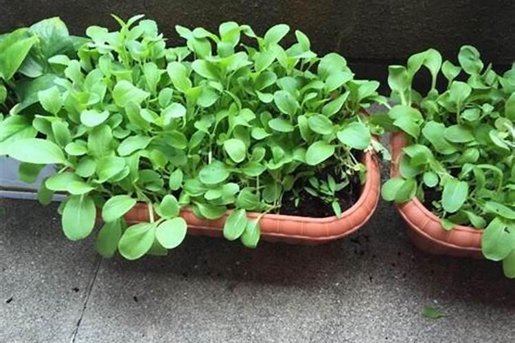 种植长寿花小苗需要施肥吗