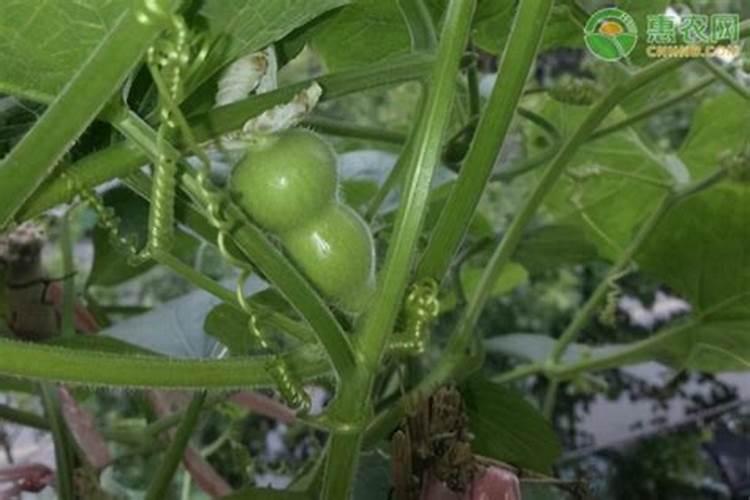 一亩地需要多少化肥