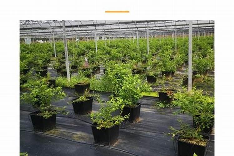 豆奶粉的功效与作用