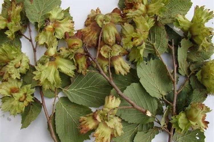 硫酸钾复合肥大榛子树施肥可以吗？