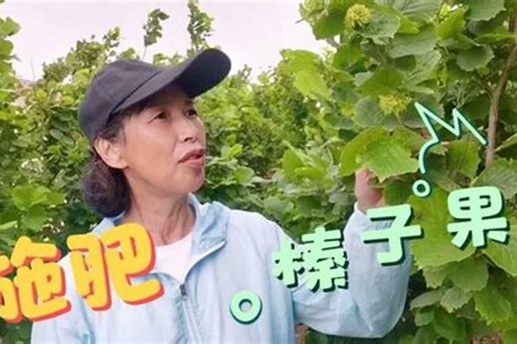 平欧大榛子树尖卷叶是什么病,打什么药