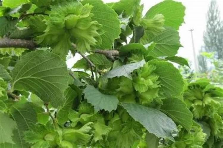 榛子树什么时候追肥合适