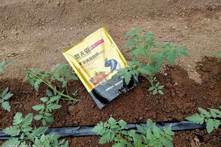 大棚种植水果用什么样的肥料比较好