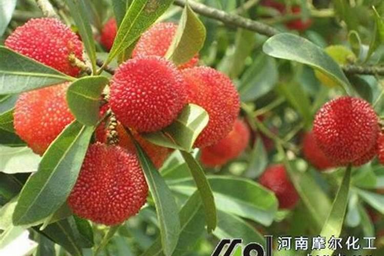 人的尿液是什么肥,怎样使用尿液用于种蔬荣？